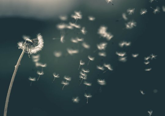 Dandelion blowing in the wind.