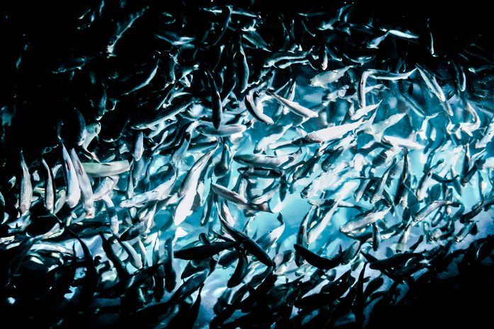 Steam of swimming fish. Photo.