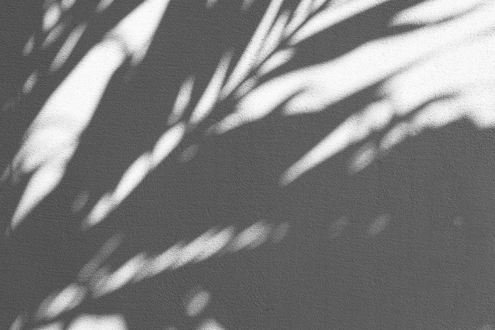 House plant shadow on wall